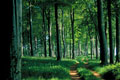 ANNEBJERG SKOV